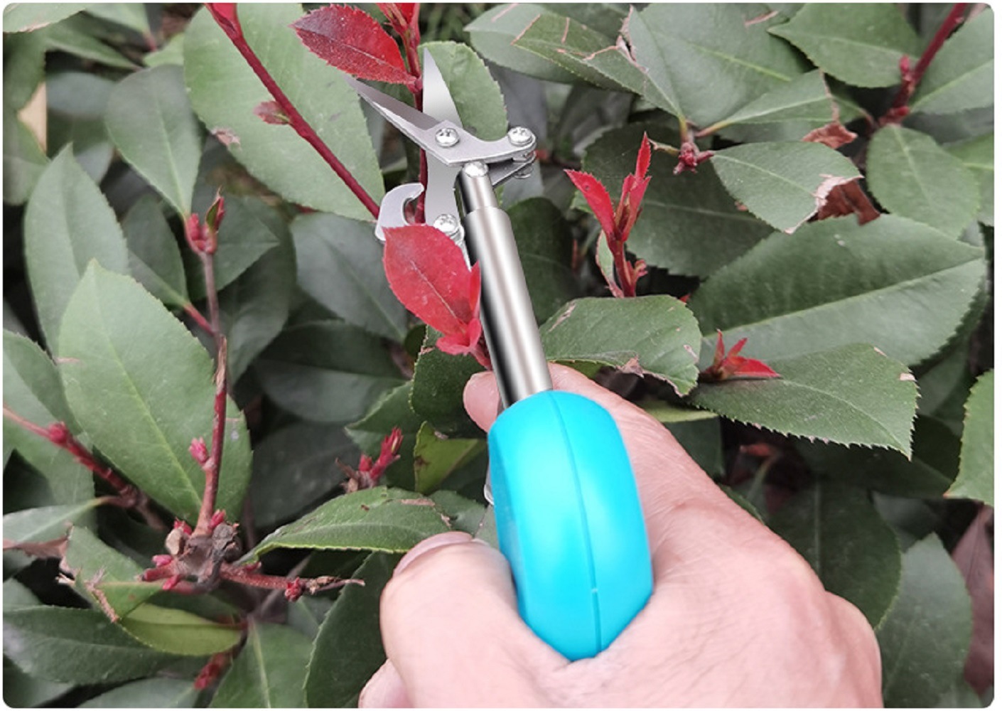 Fruit Scissors Pruning Gardening Cutter Gardening Tool (ESG18394)